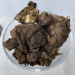 Raswat / Rasuat / rasuwant