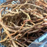Ushba Maghrabi / Anantmool root