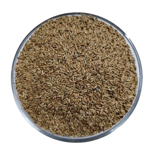 Aghara seeds  / Aghara beej - Image 1